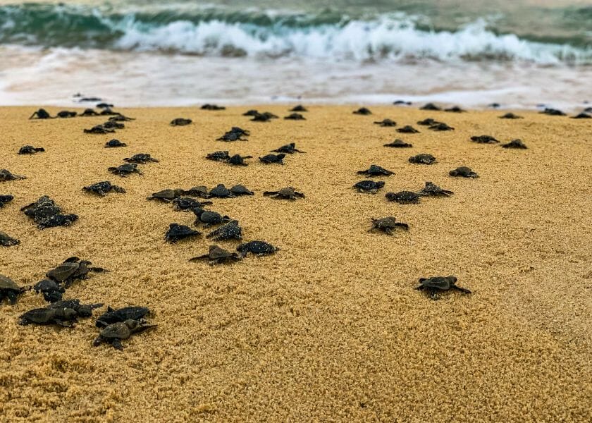 Baby turtles on the beach rushing to the sea