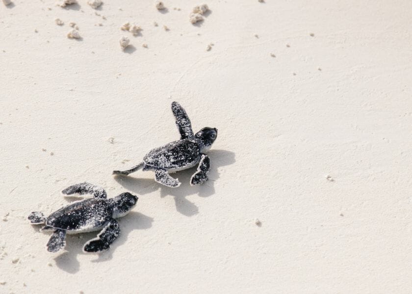 Baby turtles on the beach