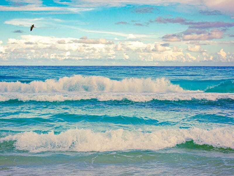 Cancun rough sea bird flying