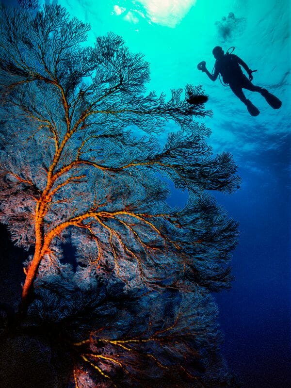 DIVER BY A CORAL UNDERWATER