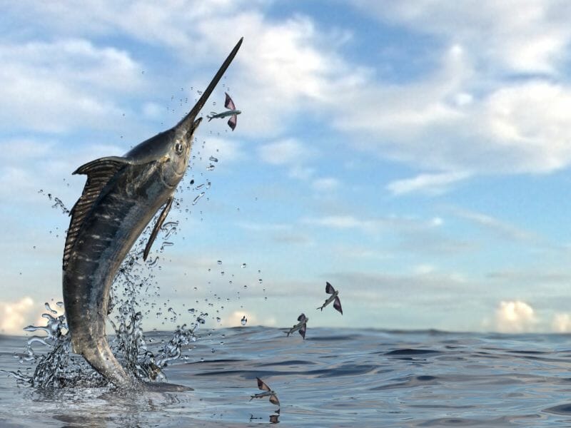 Sword fish