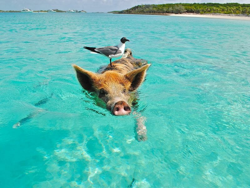 Swim with pigs in the bahamas