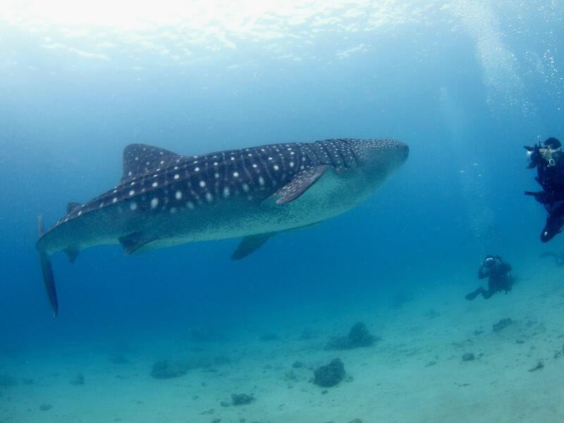 Whale sharks