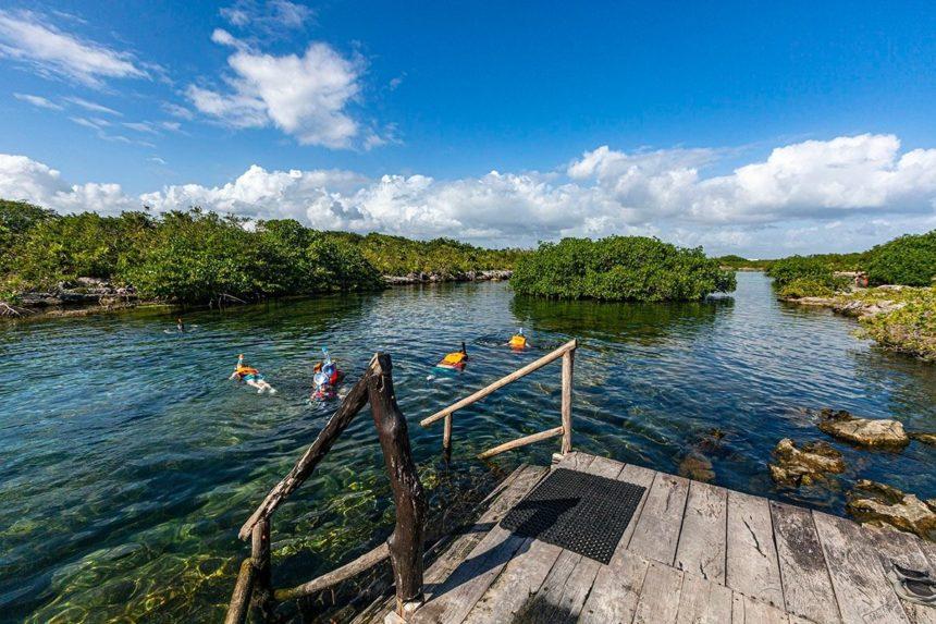Four people snorkel in a clear, mangrove-fringed waterway under a blue sky, near a rustic wooden platform with a staircase.