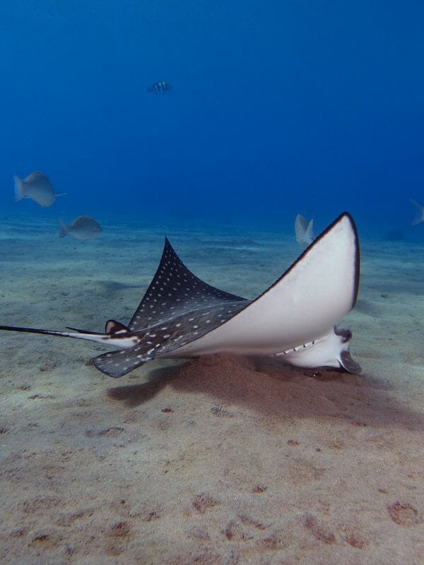 Eagle ray at the bottom of the sea