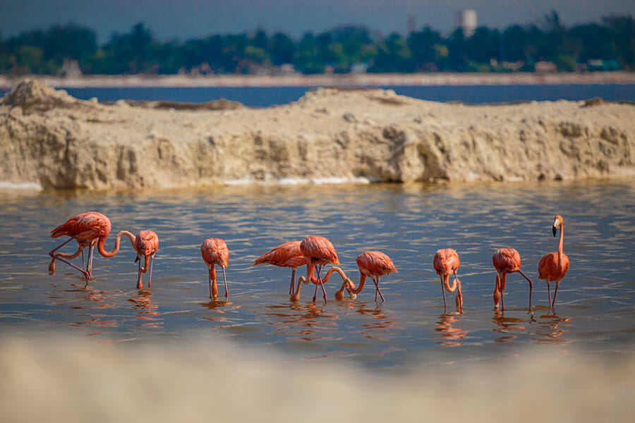 Rio Lagartos flamingos