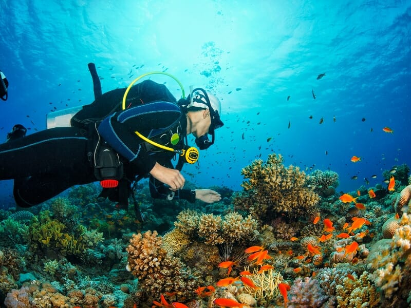 Diving in the Mexican Caribbean for Beginners