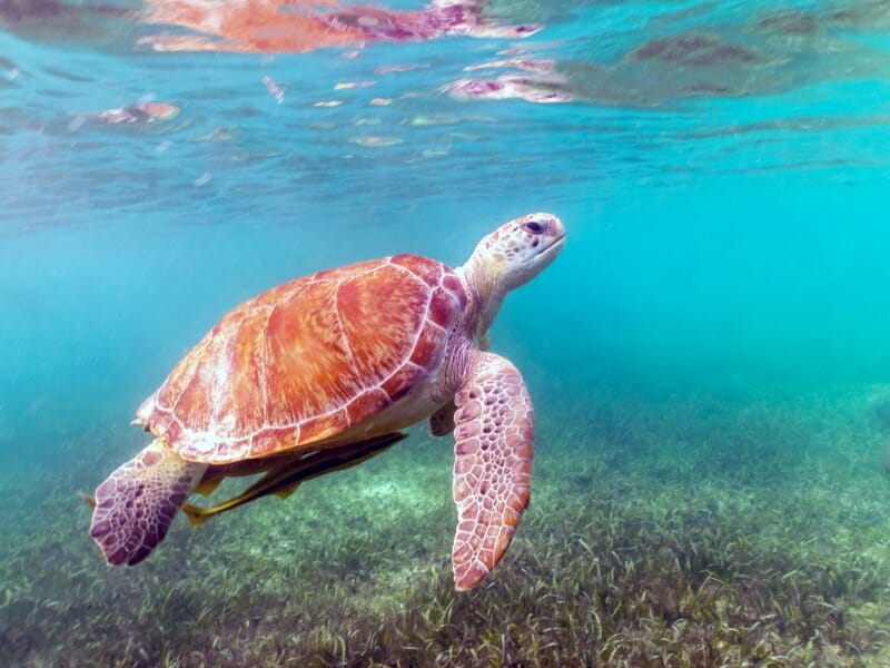 Sea turtle in Akumal, Mexico