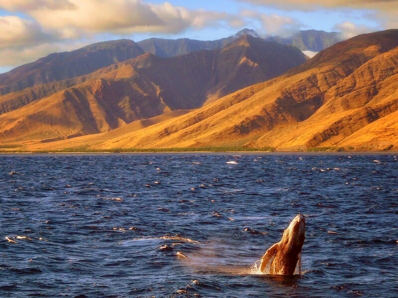 Whale-watching tour in Maui