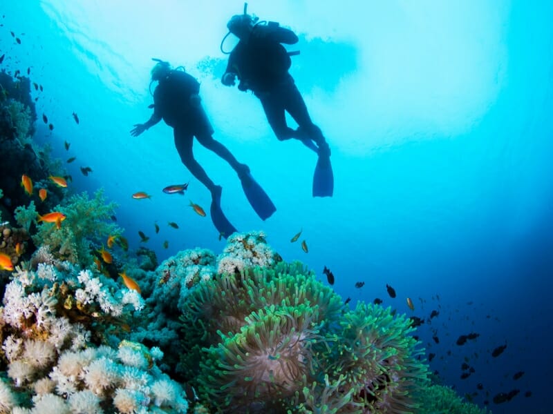 Diving in the Mexican Caribbean for Beginners