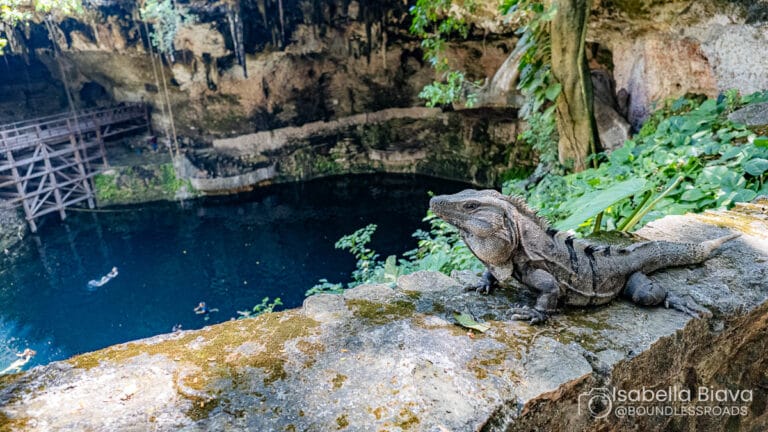 Iguana perches on stone by a cenote with swimmers below. A wooden bridge stretches across the lush, rocky landscape.