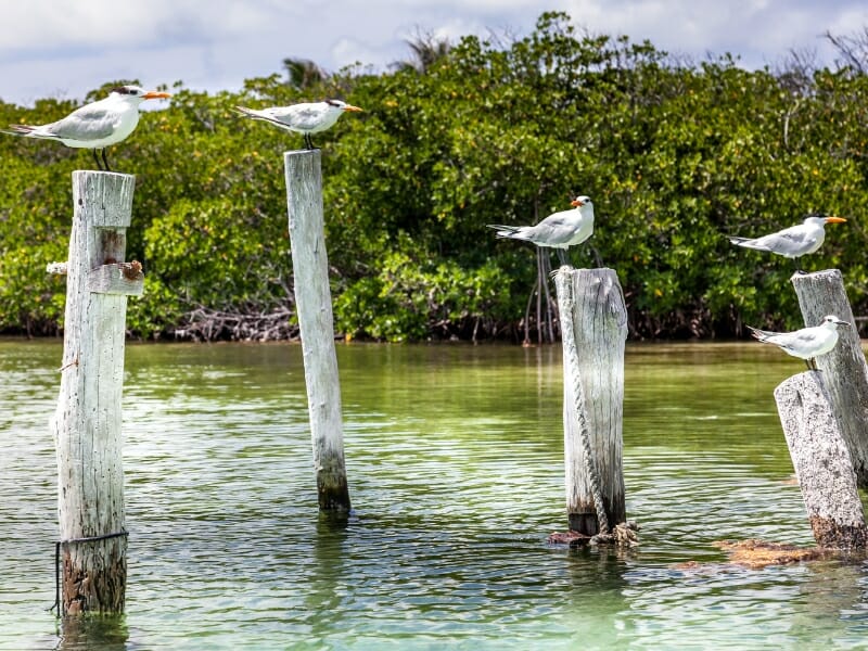 Birds on the Contoy Island