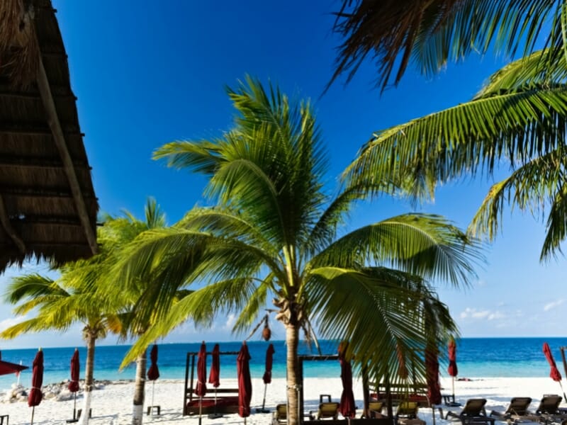 Cancun palm trees and beach