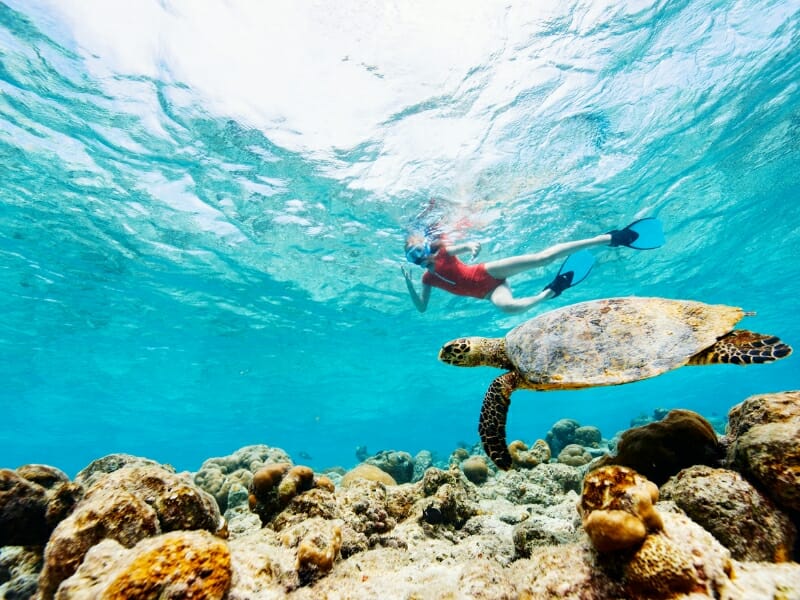 woman swimming with turtles