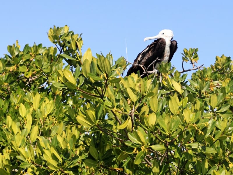 Frigate baby bird on the Contoy Island