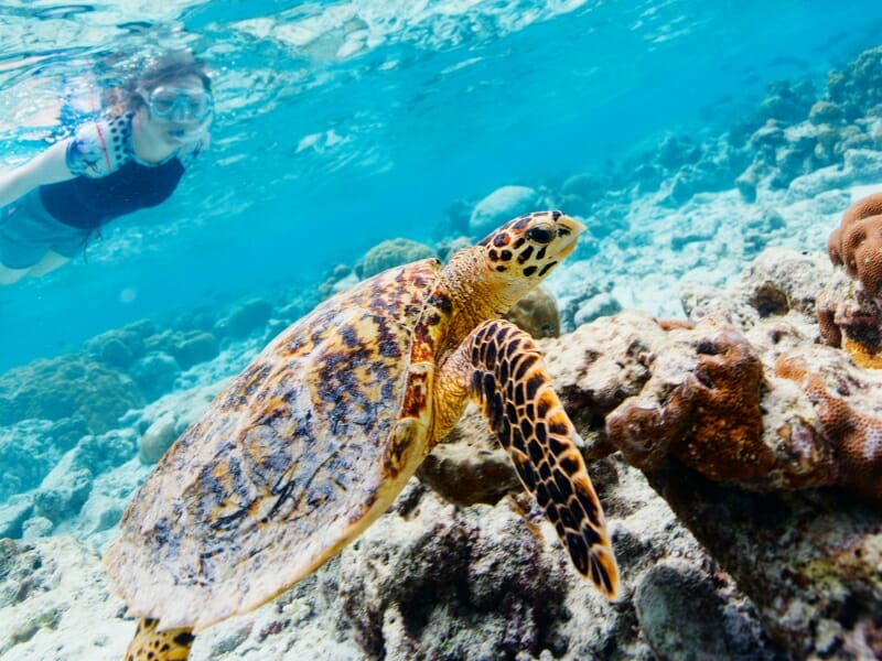 Hawskbill turtle 
