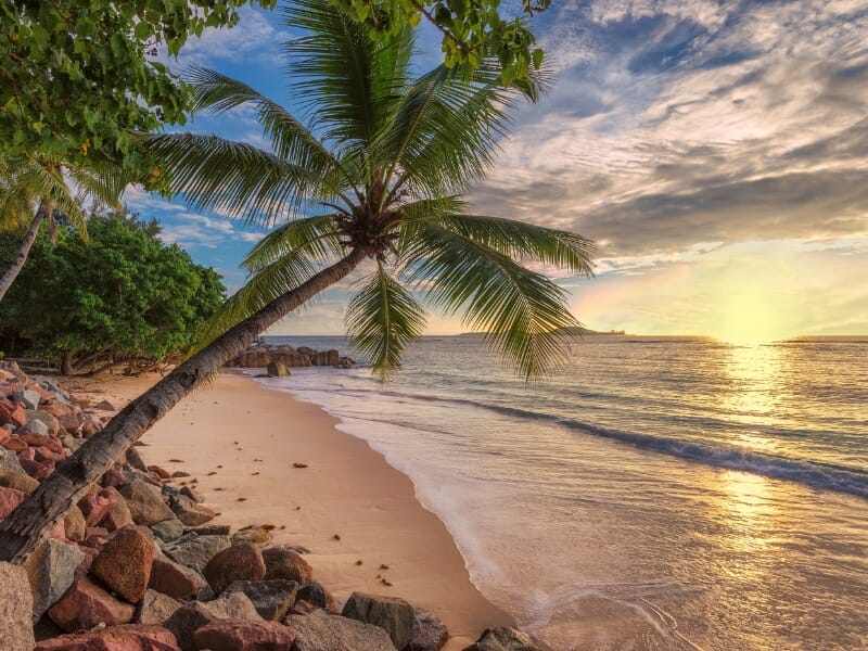palm trees on tropical beach in Jamaica