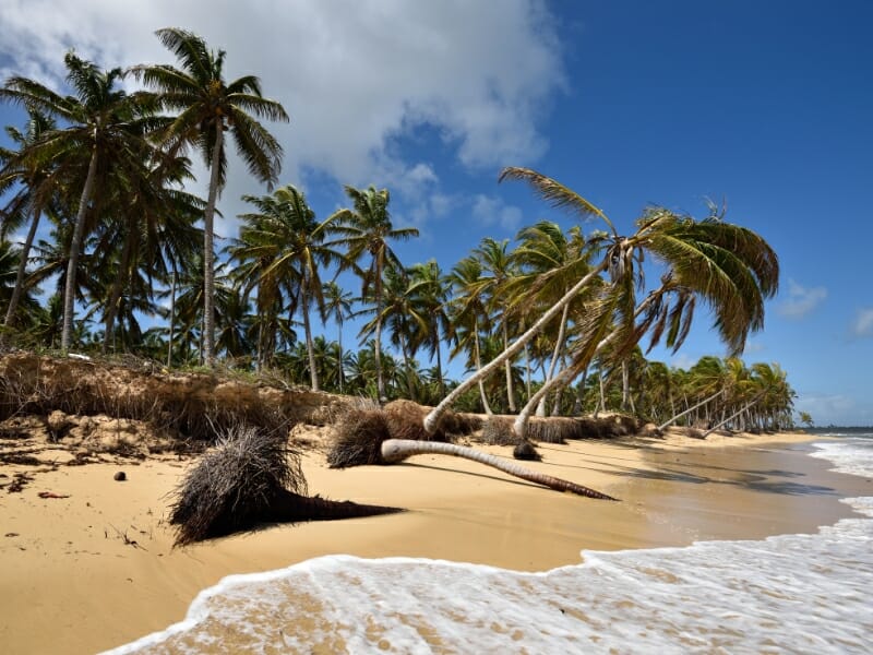 palms on the beach in Punta Cana