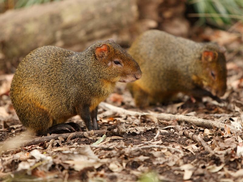 Agouti - sereque