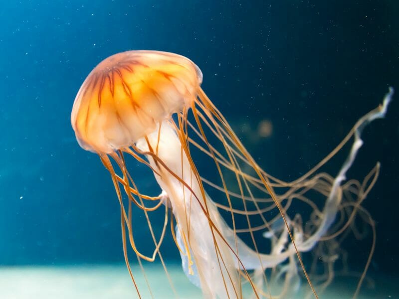 Box jellyfish