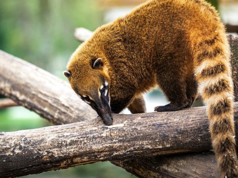 Coati - animals in cancun