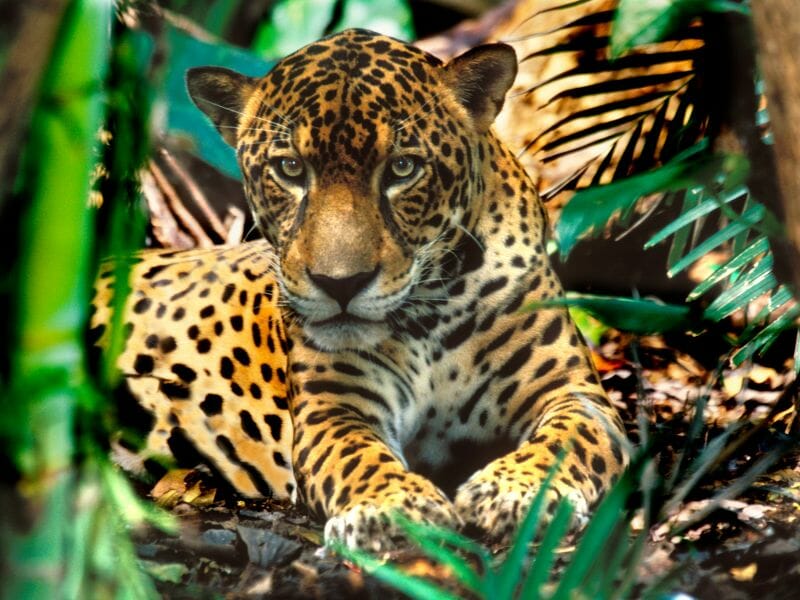 Jaguar