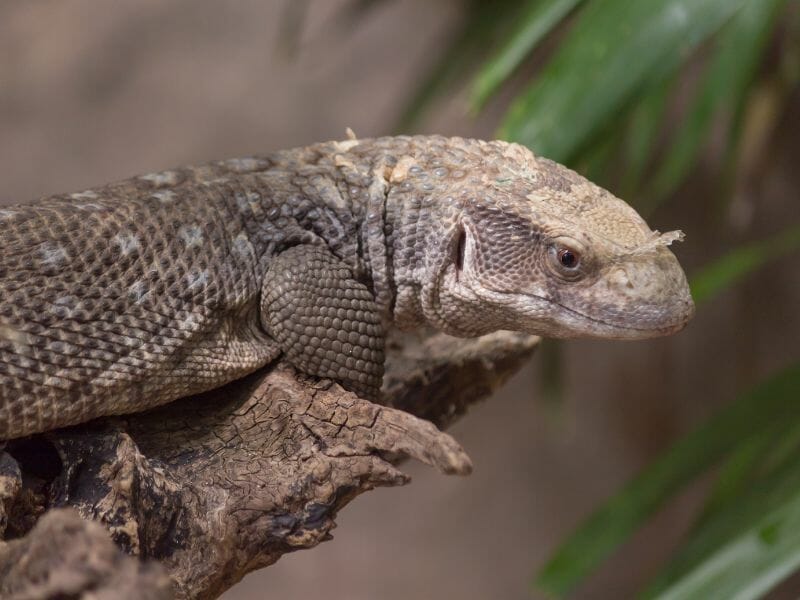 Mexican beaded lizard - Cancun Animals