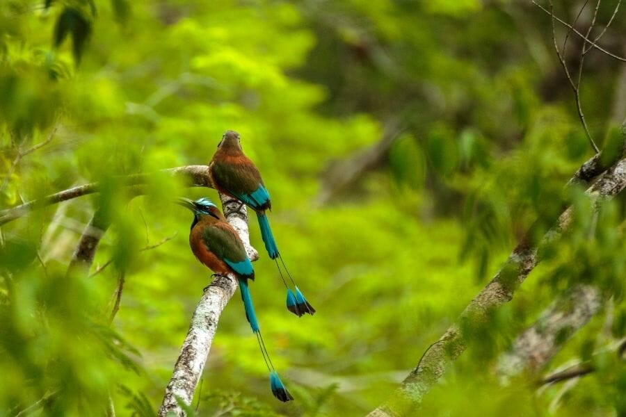 Mot Mot Birds in Chichen Itza