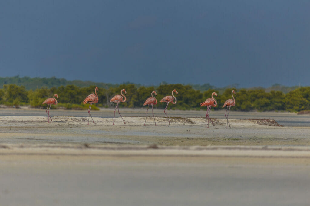 Flamingos in Rio Lagartos