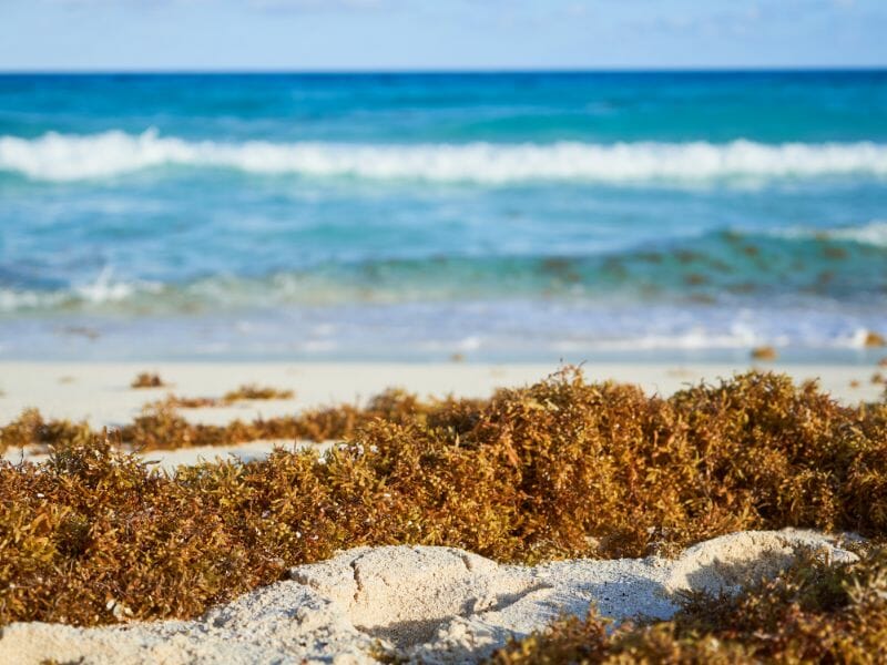 Sargasso Season in Cancun