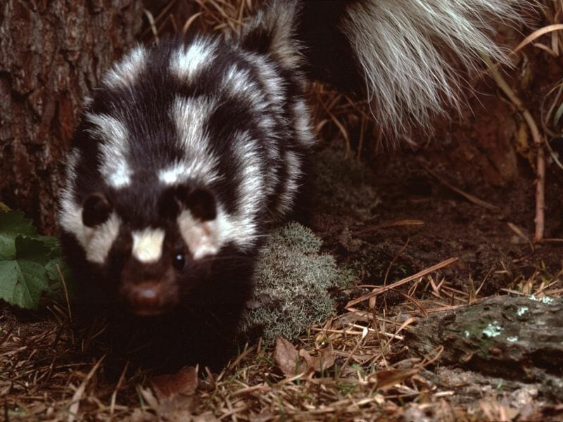 Spotted skunk