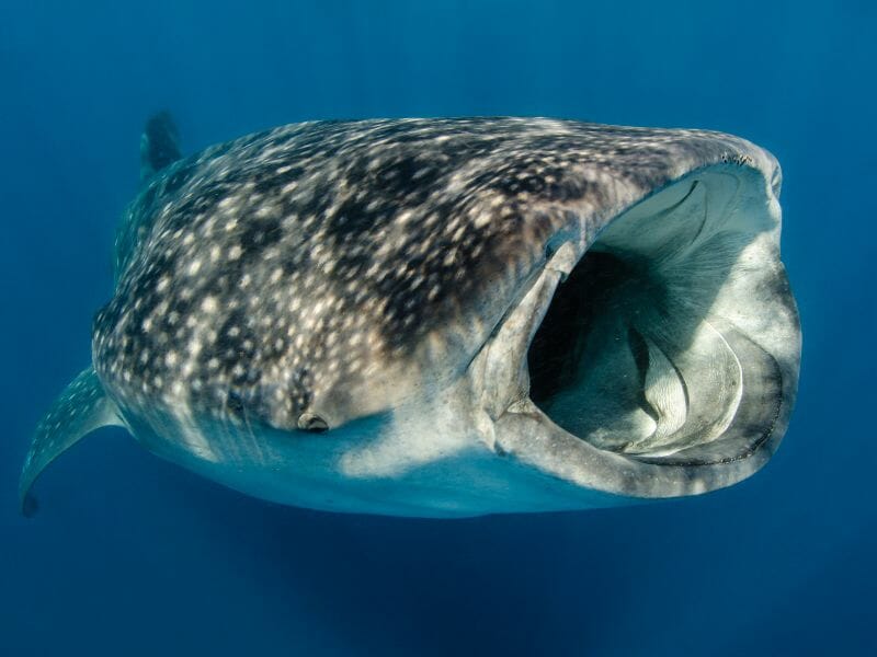 WHALE SHARK