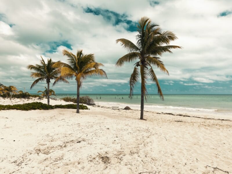 Beautiful beach with palm trees in Cancun