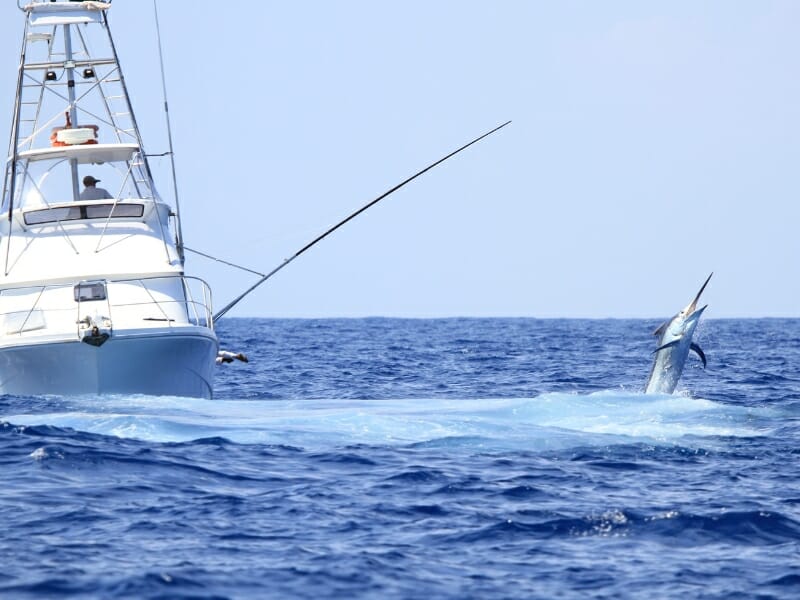 fishing boat and blue marlin fish