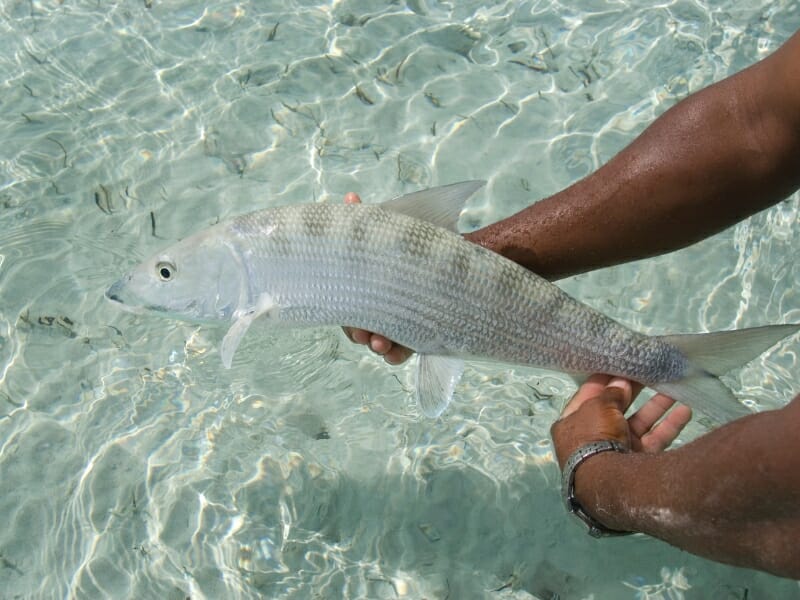 Man holding bonefish