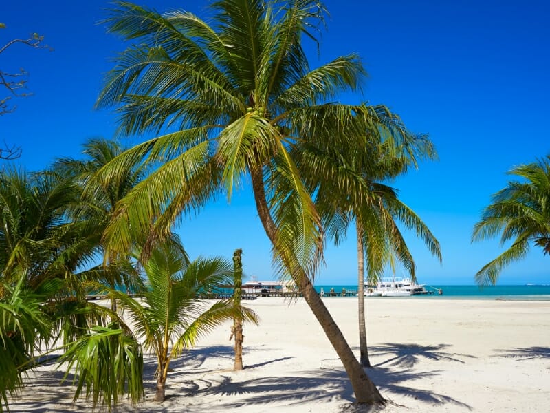 Cancun Playa Langosta palm trees