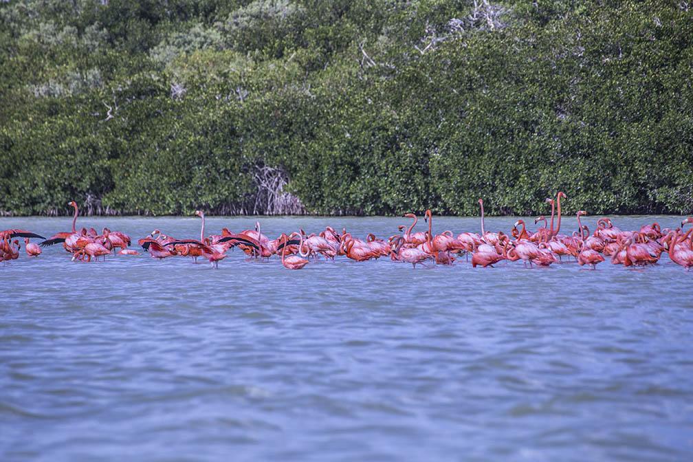 Flamingos in Celestun