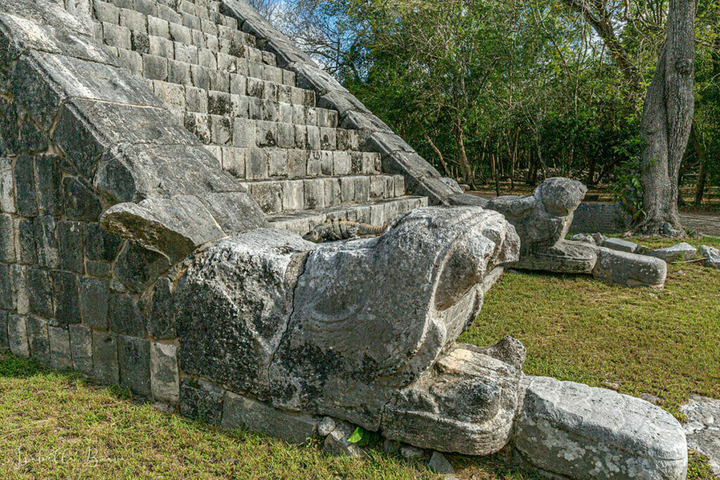 Iguana in Chichen Itza
