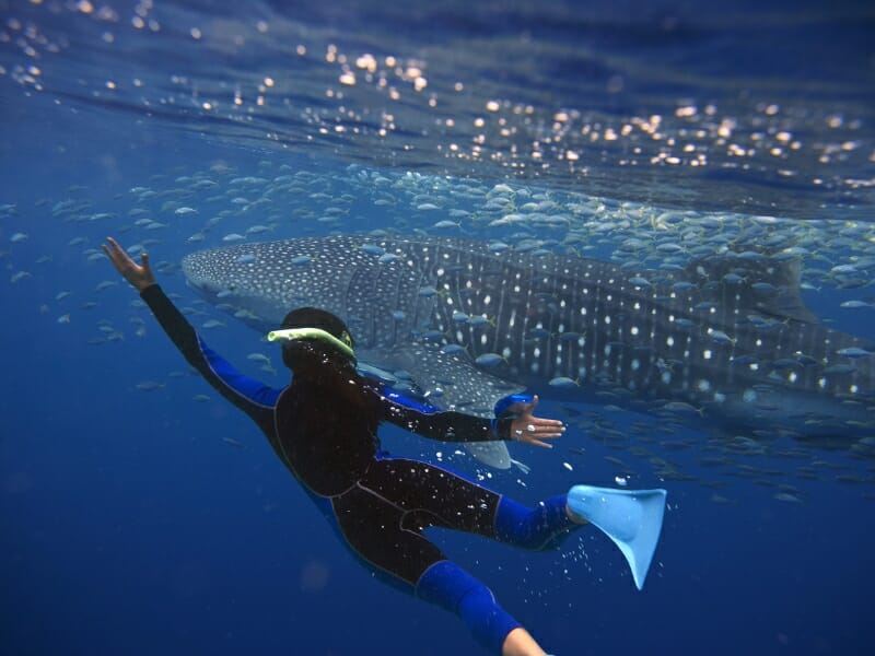 swimming with whale sharks