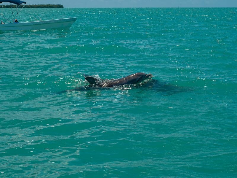 Dolphin swimming in Sian Kaan