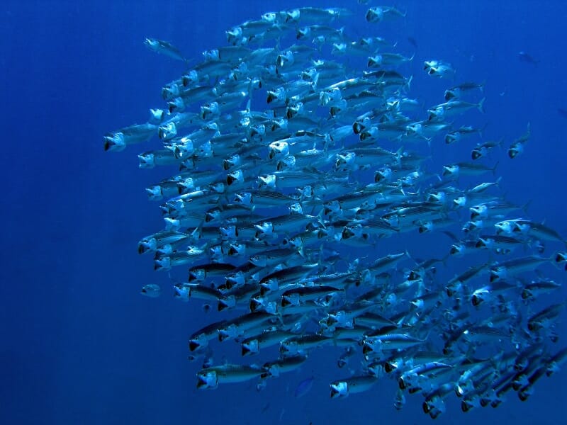 mackerels