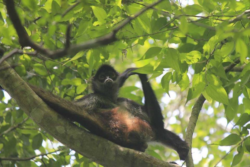 Monkey in Punta Laguna 