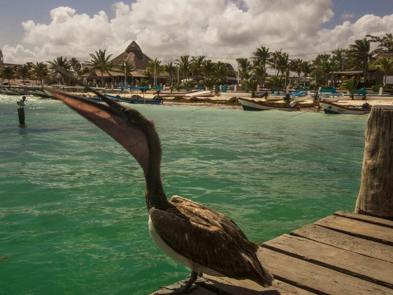 pelican in Puerto Morelos