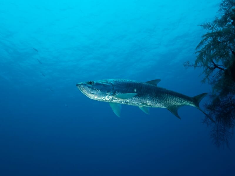 tarpon fish