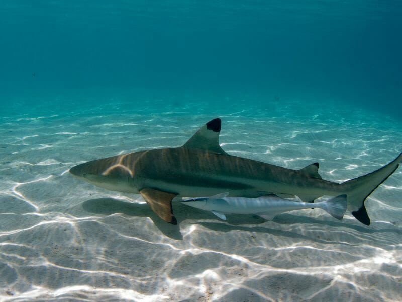 Black tip shark