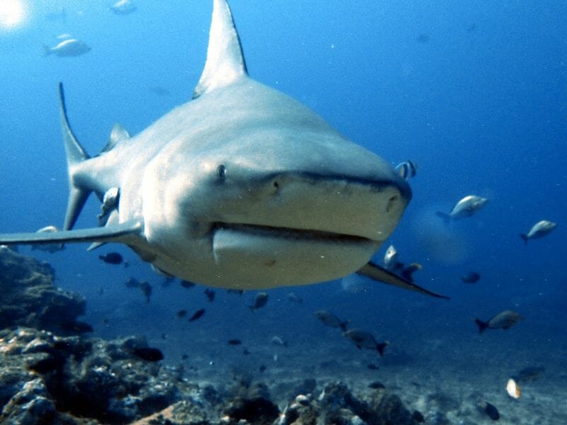 Bull Shark
