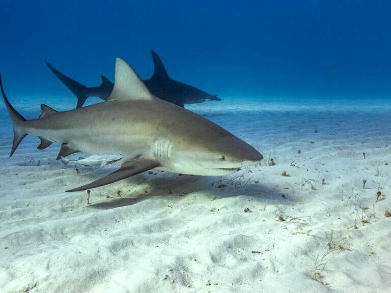 Bull Sharks in Cancun