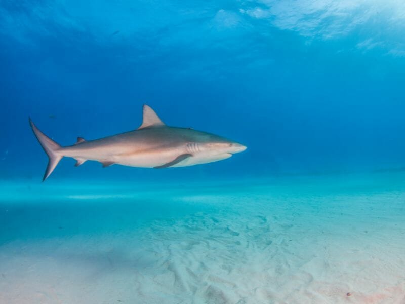 Bull Shark