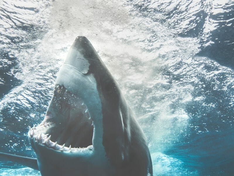 Great white Shark