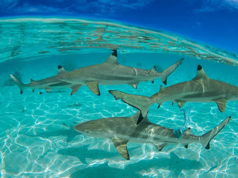 Sharks scuba diving